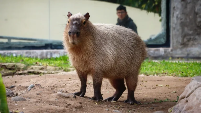 capibara fest: un evento familiar para celebrar a los capibaras este 23 de febrero