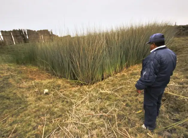 totora ucv portada