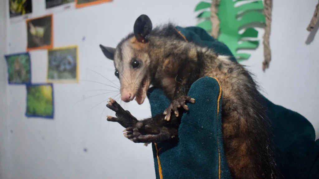 día de la tierra: autoridades instan a proteger la fauna silvestre en huánuco