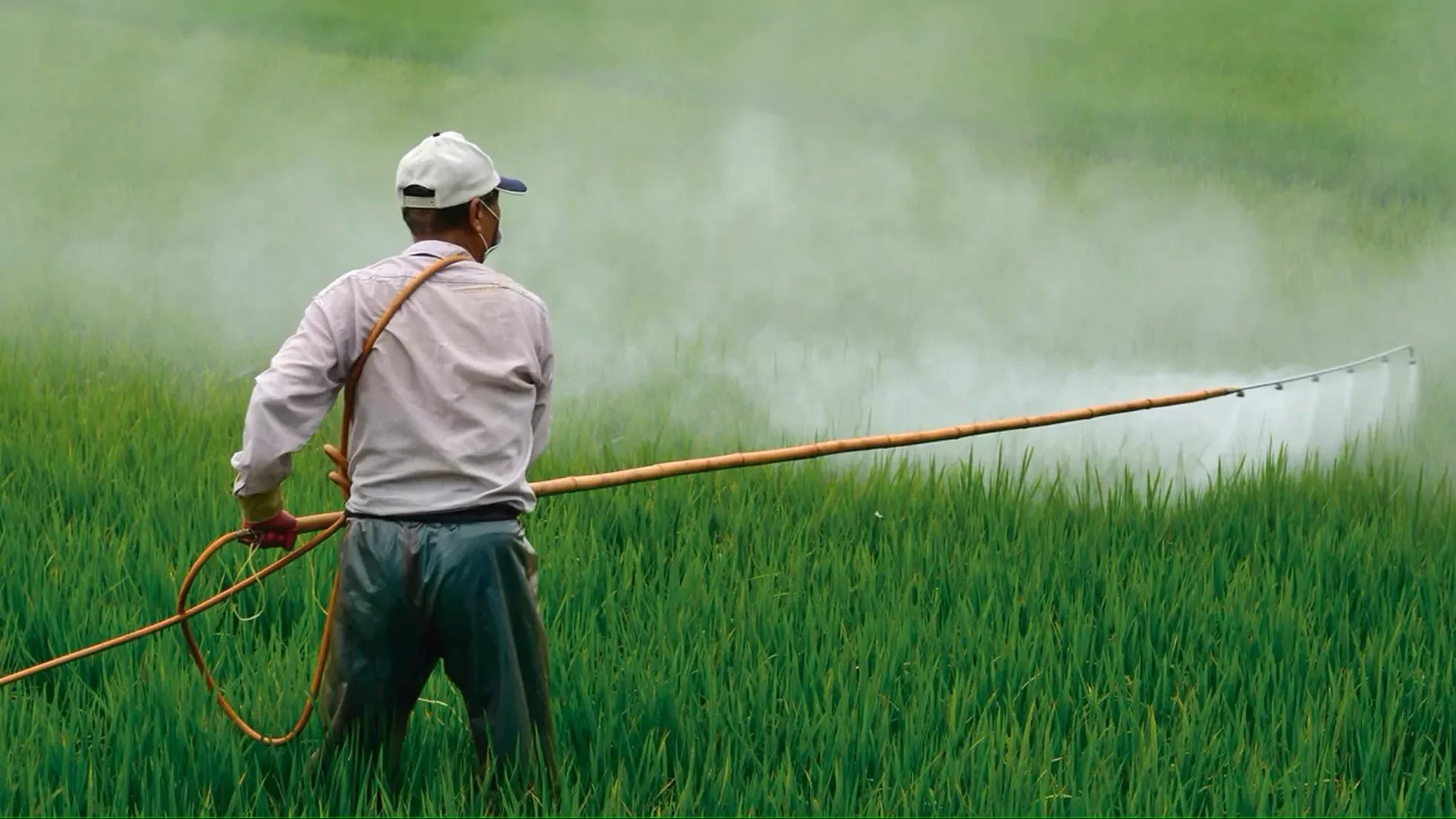 perú: advierten que plaguicidas ilegales se están expandiendo en el agro peruano