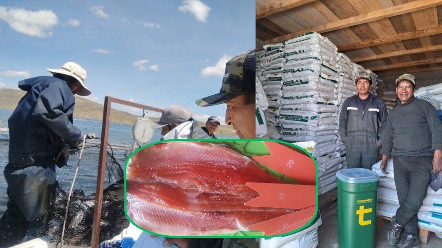 trucha producida en puno es la más requerida en mercados del sur del país por su alta calidad