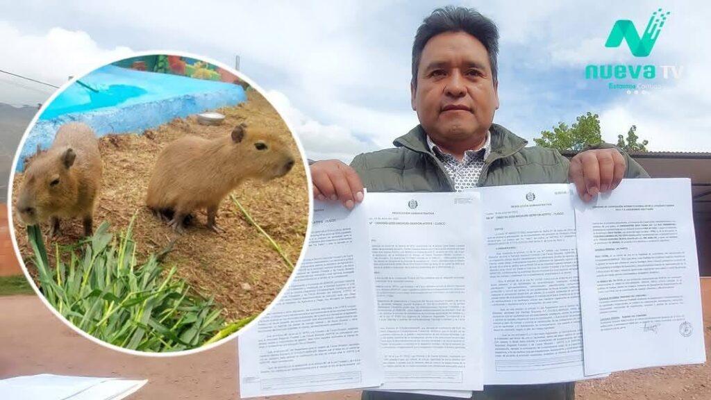 capibaras en cusco: inti y killa conquistan corazones desde oropesa