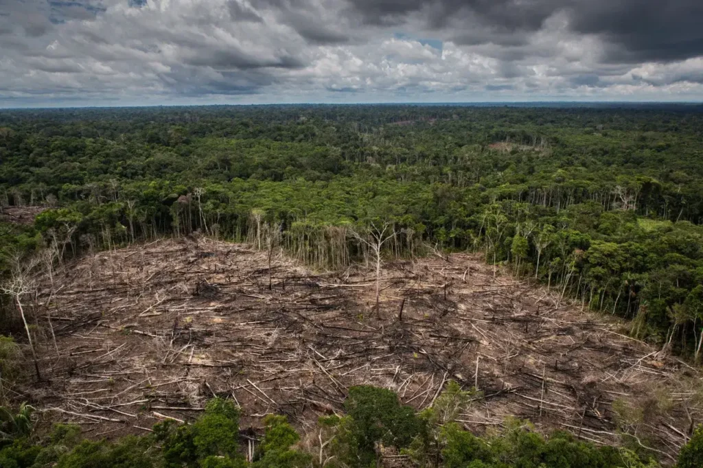 monitoreo satelital permite detectar cambios en la cobertura forestal de la amazonía