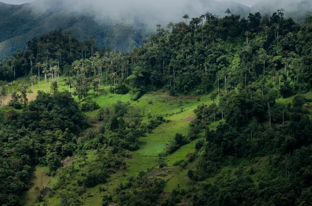perú reporta avances clave en protección ambiental con segundo informe sobre salvaguardas redd+