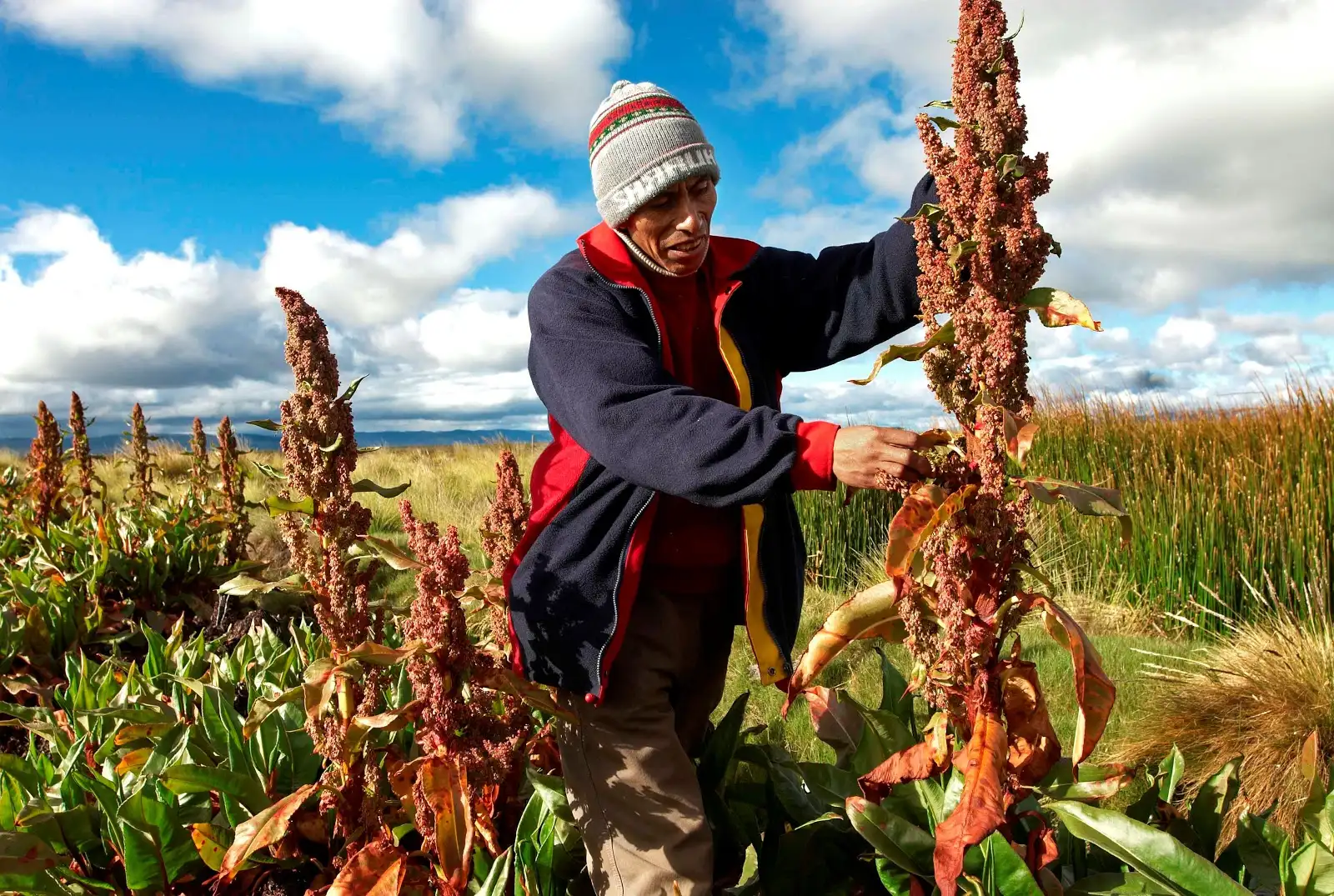 Día de los Granos Andinos: Conoce el rol de nuestros cultivos nativos frente al cambio climático y la crisis alimentaria