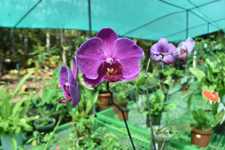 vivero en san martín produce especies nativas para reforestar el acr cordillera escalera