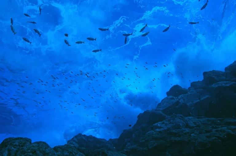 ¿reserva o zona de pesca industrial? tres jueces decidirán el futuro de la dorsal de nasca