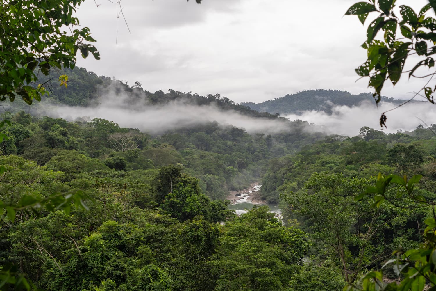perú se une a una nueva red regional para impulsar el mercado de carbono