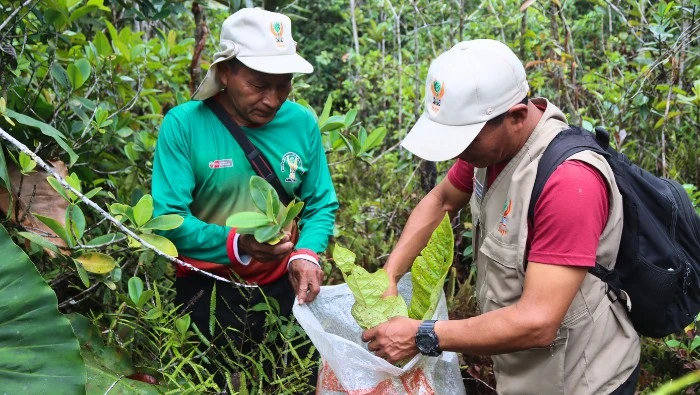 expedición científica halla especies únicas en varillales de amazonas