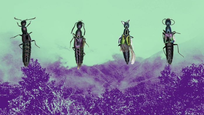 descubren escarabajo de brillo púrpura y verde en el parque nacional del manu