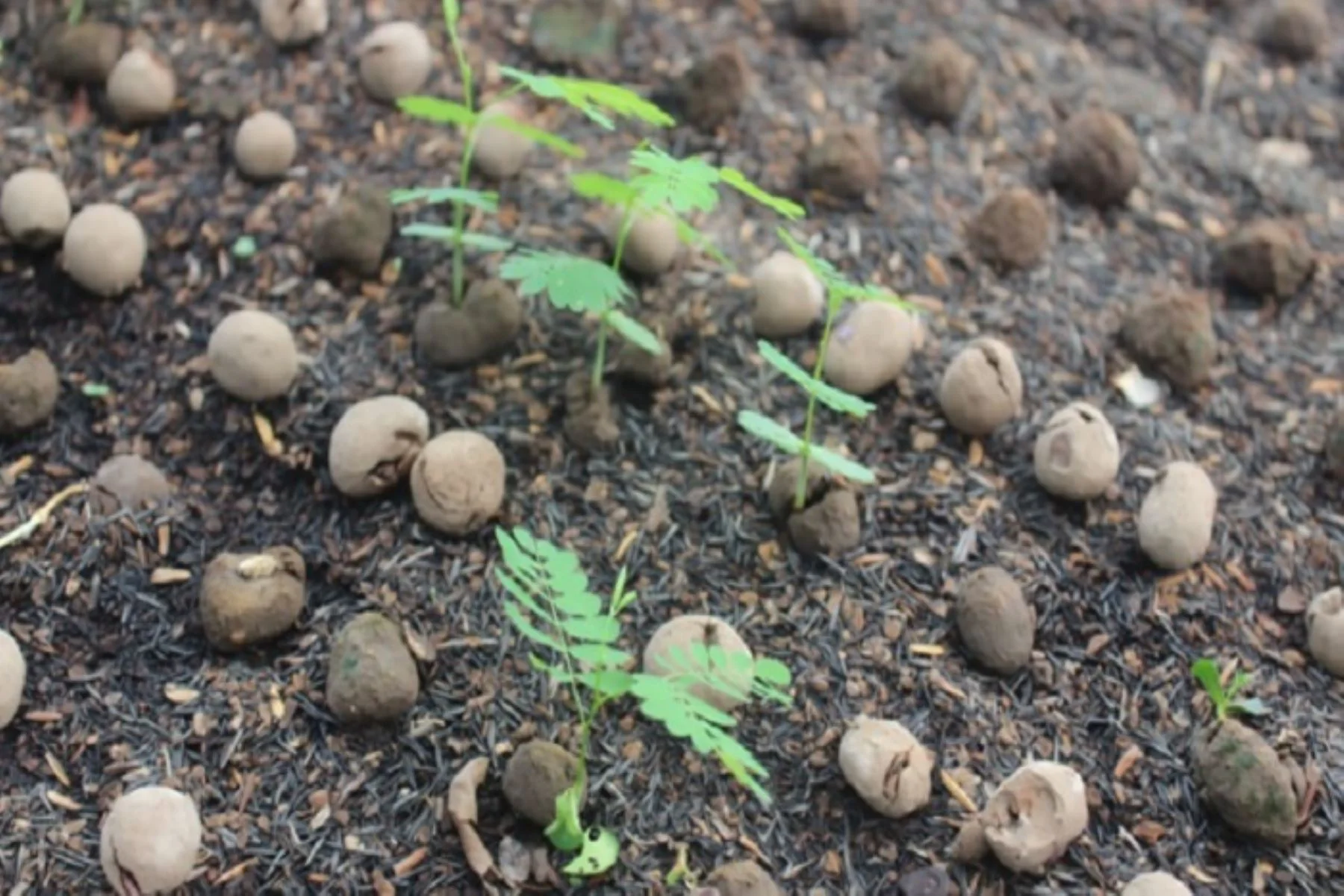 Más de 2,1 millones de esferas restauradoras buscan recuperar bosques amazónicos arrasados por incendios