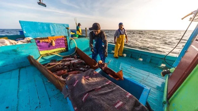 pescadores rechazan suspensión de la pesca de pota dispuesta por produce