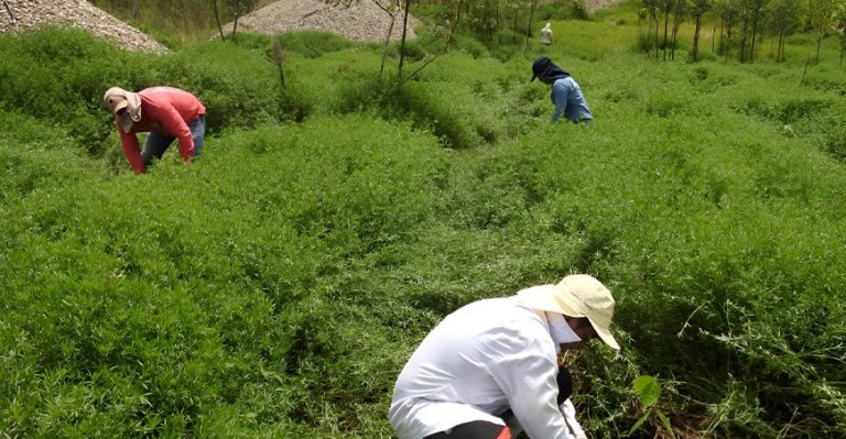 alfalfa tropical: la estrategia de bajo costo para recuperar áreas mineras degradadas en madre de dios