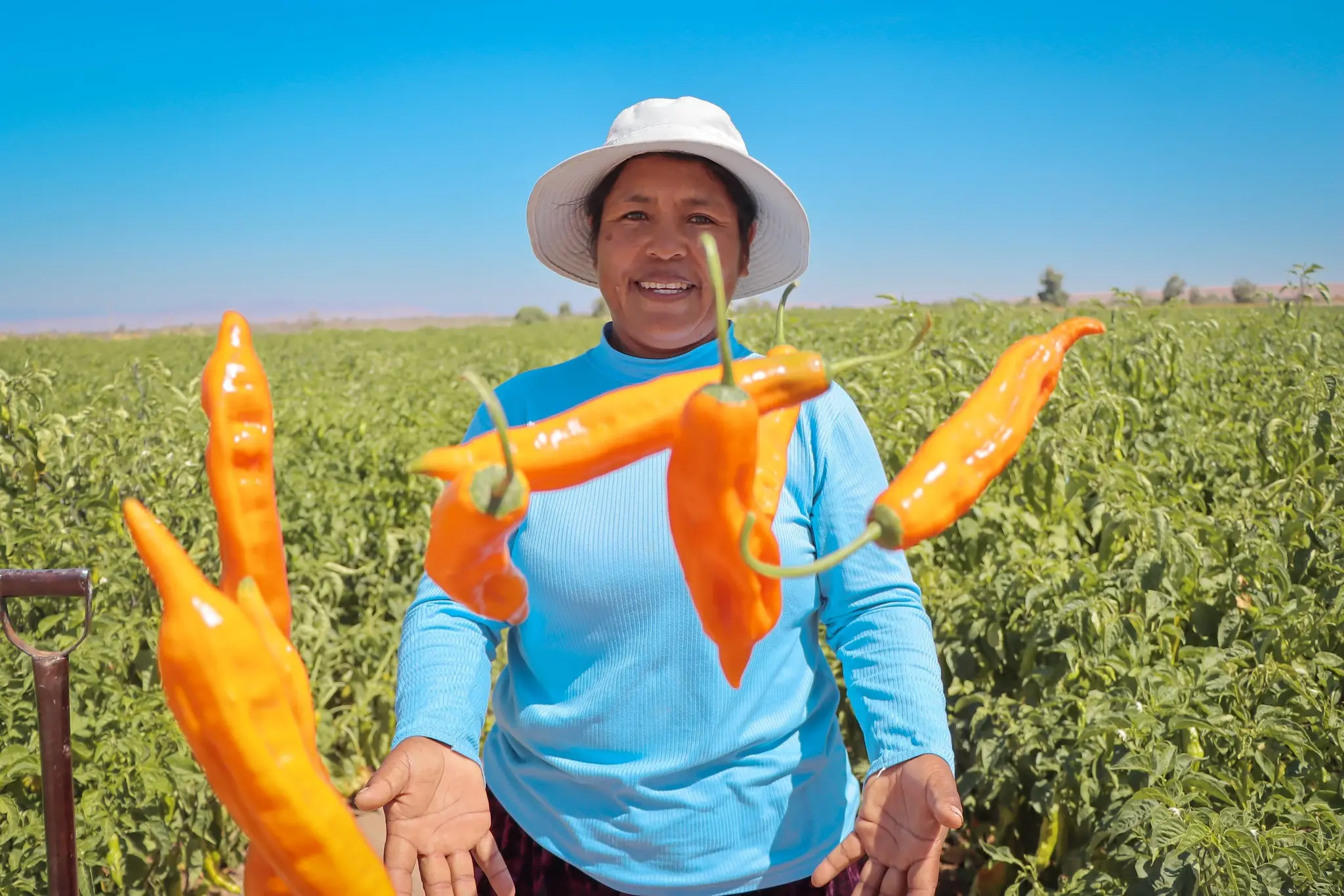 Día de los Ajíes Peruanos: Un tributo a la riqueza culinaria y salud de un superalimento ancestral