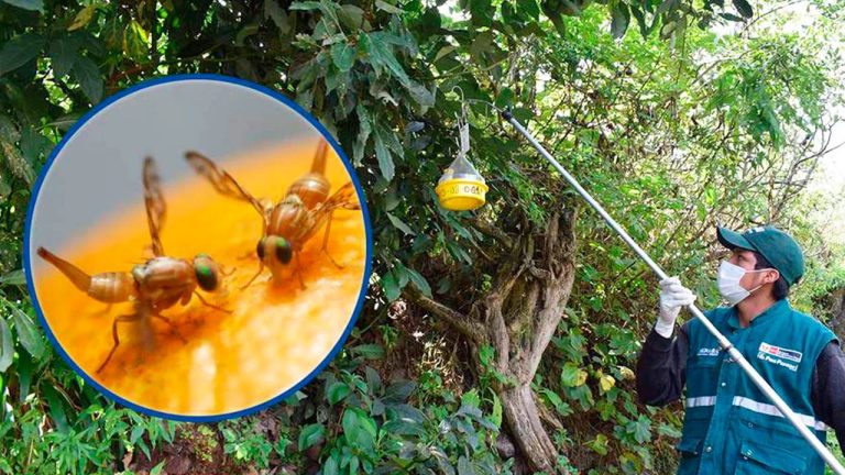 ayacucho registra alta infestación de mosca de la fruta y productores temen pérdidas en cítricos y mangos