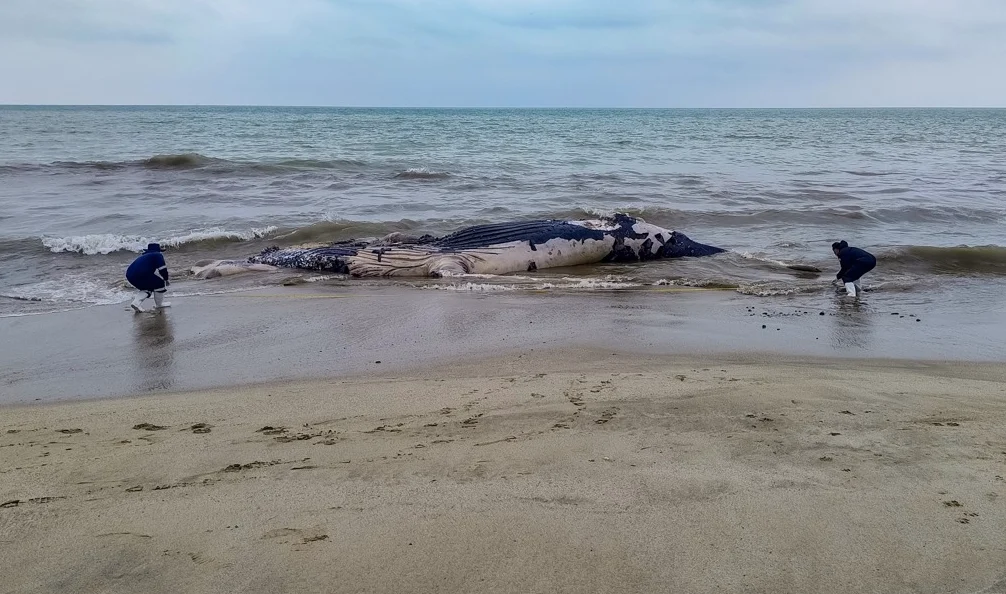 hallan ballena jorobada muerta en tumbes: investigan enmallamiento con redes de pesca como causa de muerte