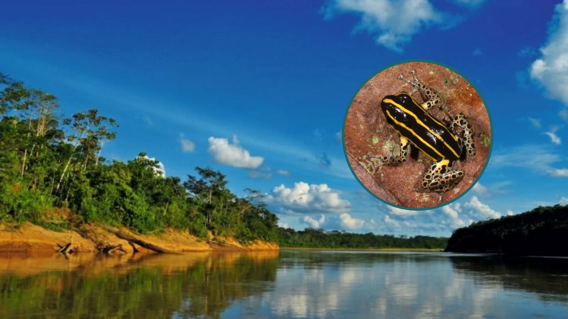 descubren nueva especie de rana venenosa que vive solo en bosques de bambú y fue hallada en alto purús