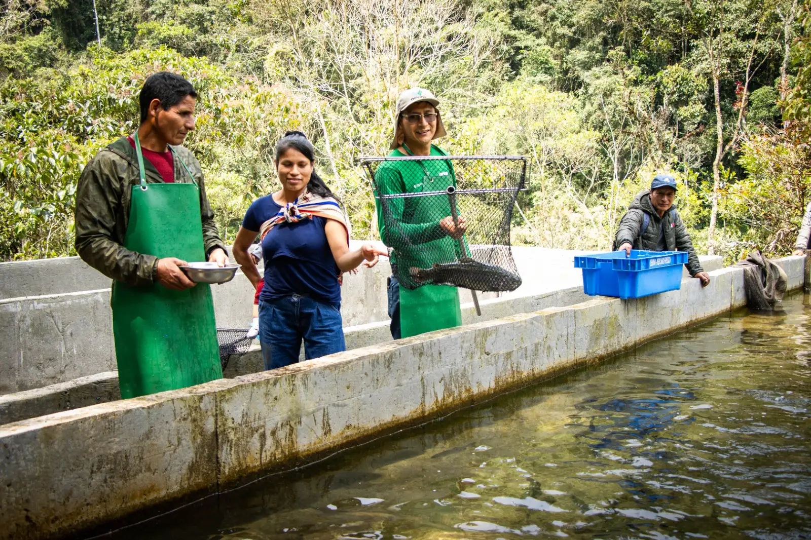 familias del vraem fortalecen la acuicultura con la crianza de más de 73 mil truchas en pangoa y andamarca