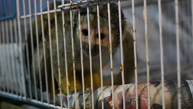 casi mil animales silvestres fueron recuperados en lima tras operativos contra el tráfico ilegal