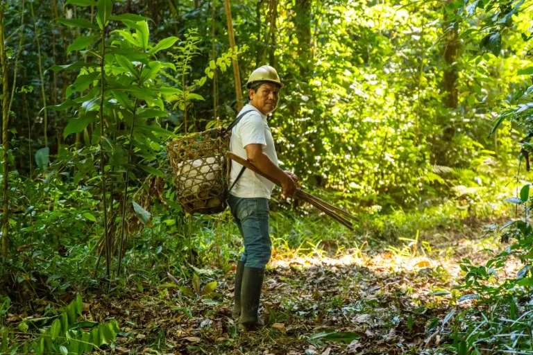 restauran más de 700 mil hectáreas de bosque en madre de dios para frenar la degradación amazónica