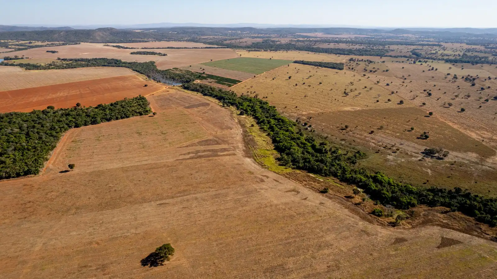 alerta máxima: cada minuto se pierde el equivalente a seis canchas de fútbol de selva amazónica en perú