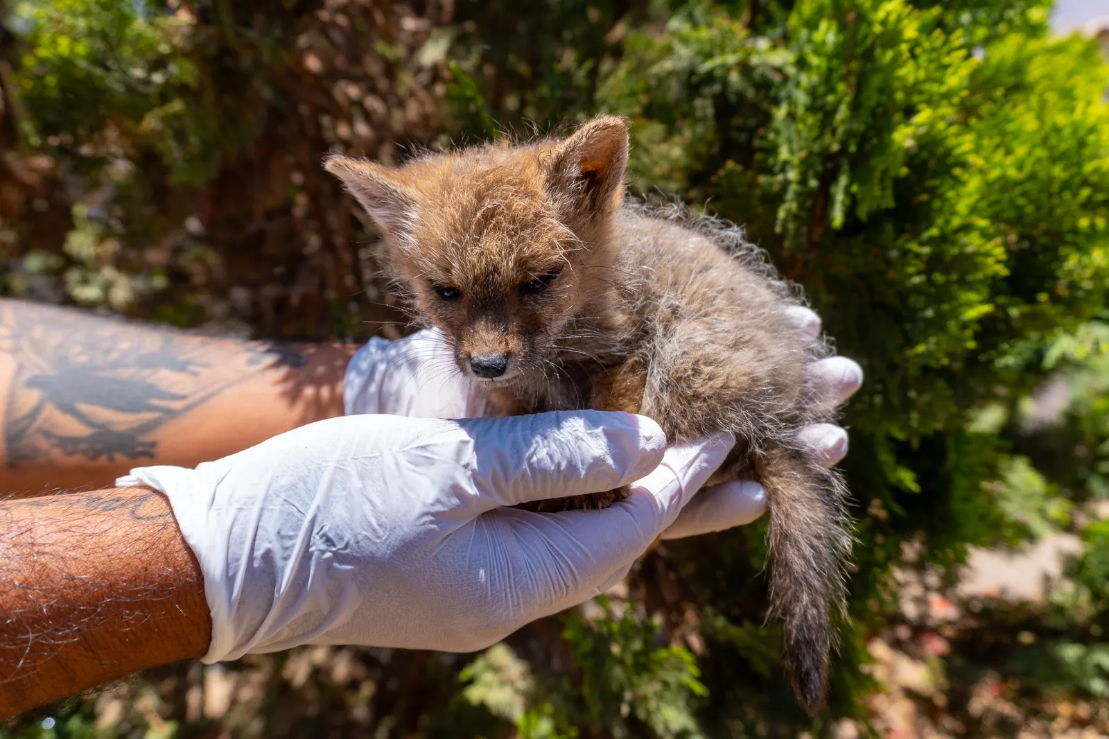 moquegua: rescatan a cría de zorro gris con deshidratación