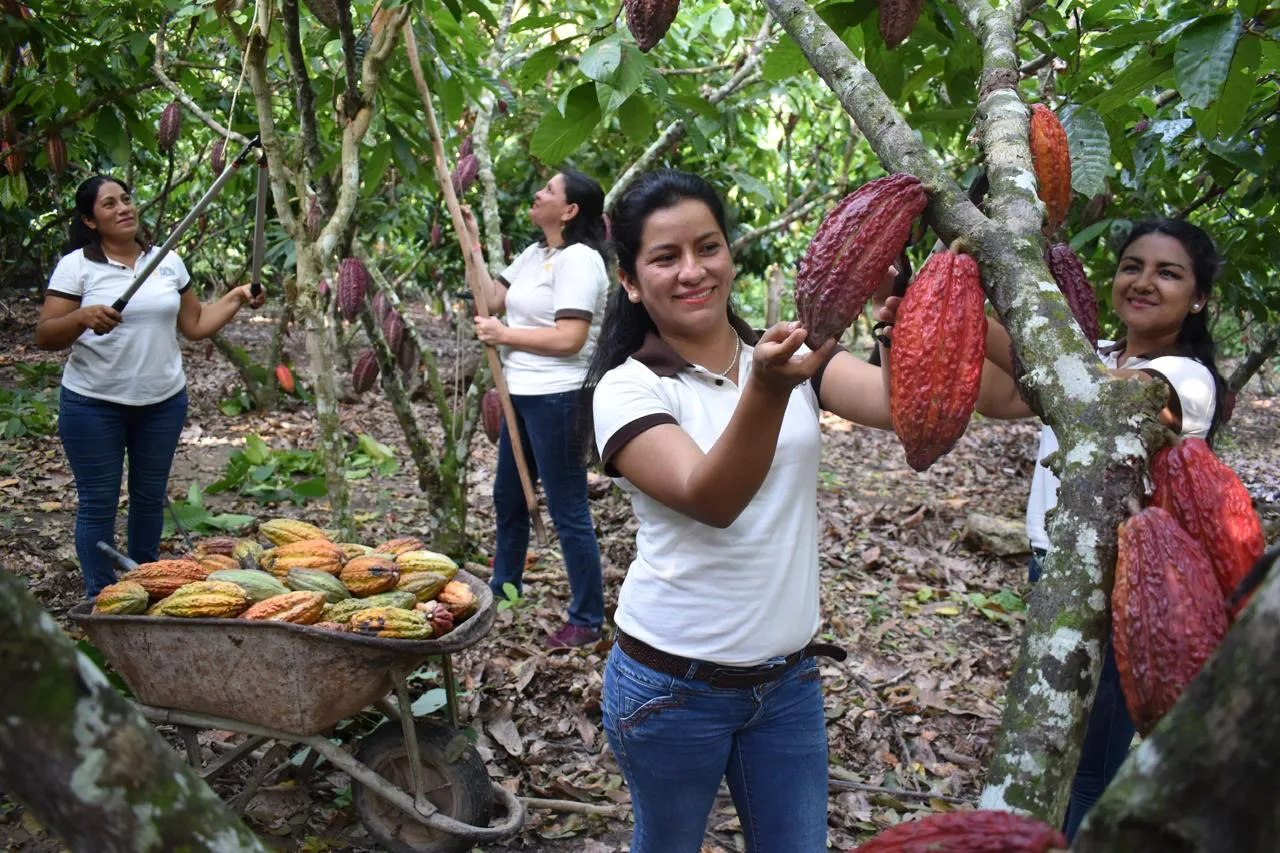 Del grano a la barra: Perú protagoniza la mayor revolución del chocolate a nivel mundial en los últimos 15 años