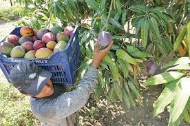 agricultores de san lorenzo dan tregua y fijan precio del mango hasta el domingo