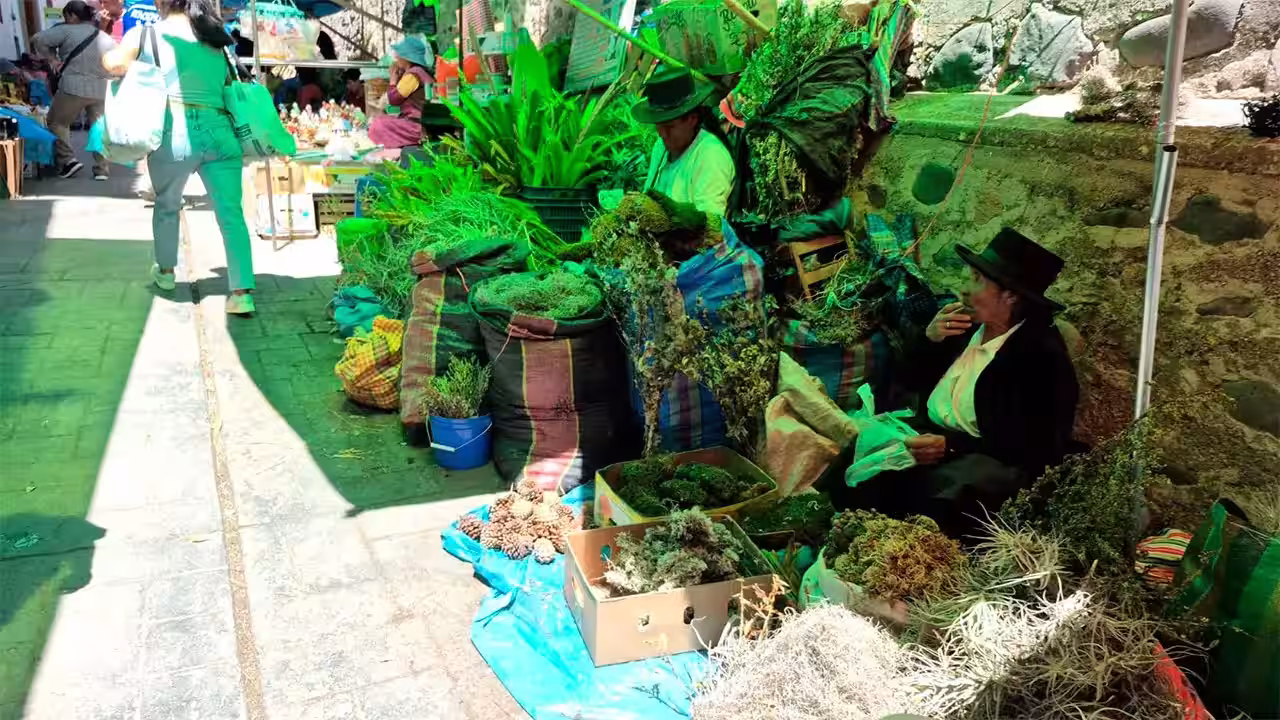 pese a advertencias ambientales, continúa venta de plantas nativas para nacimientos en ayacucho