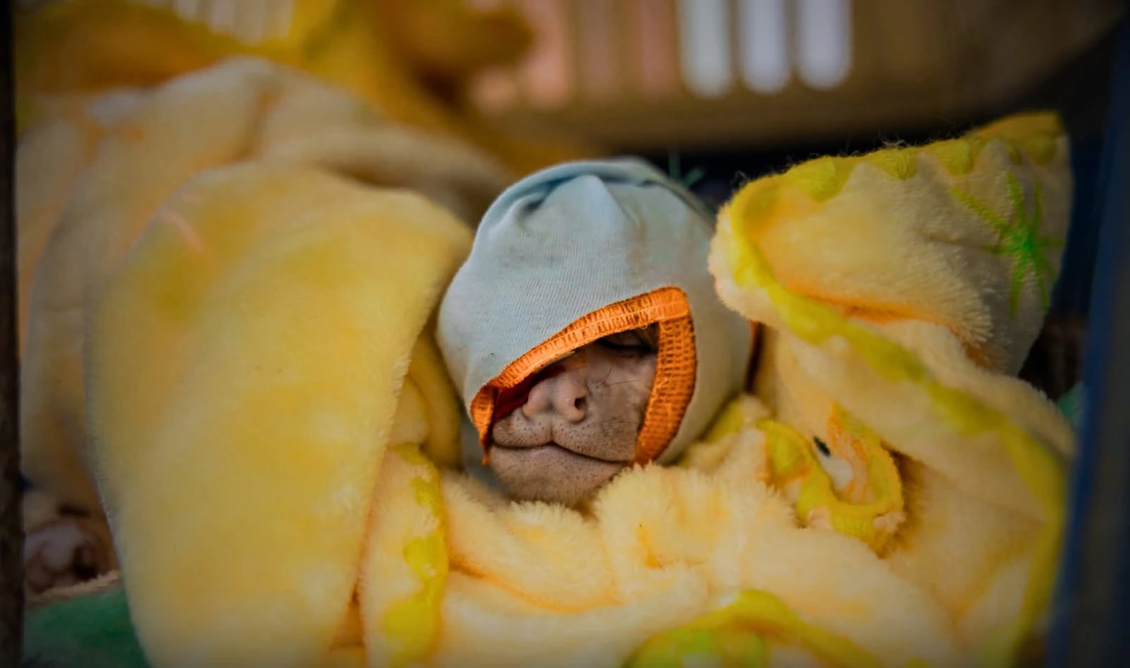 ATFFS Tingo María rescató 96 animales silvestres en 2025 en operativos contra el tráfico y la tenencia ilegal