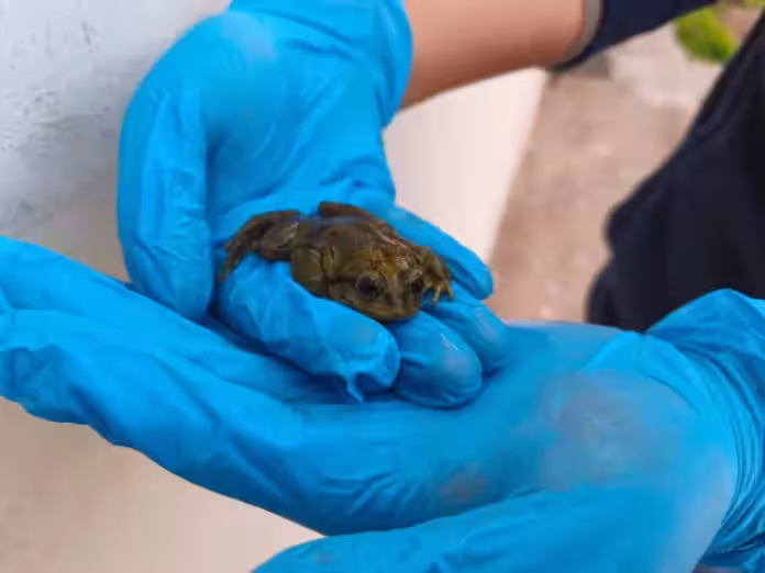 Decomisan ranas del Titicaca en Juliaca que eran ofrecidas como extracto para jugos medicinales