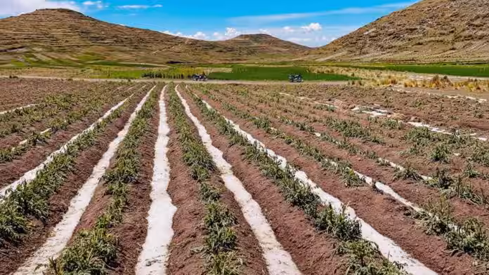 Granizadas dañan papa, quinua y haba en Azángaro, Moho y Yunguyo