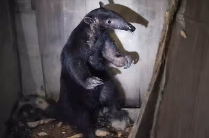 Reportan presencia de oso hormiguero gigante en sector urbano de Tingo María