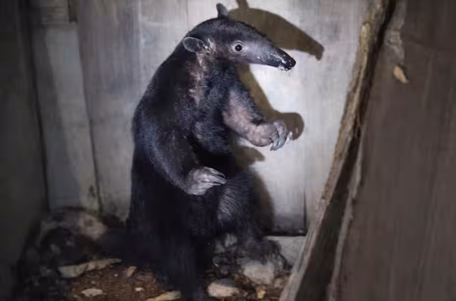 reportan presencia de oso hormiguero gigante en sector urbano de tingo maría