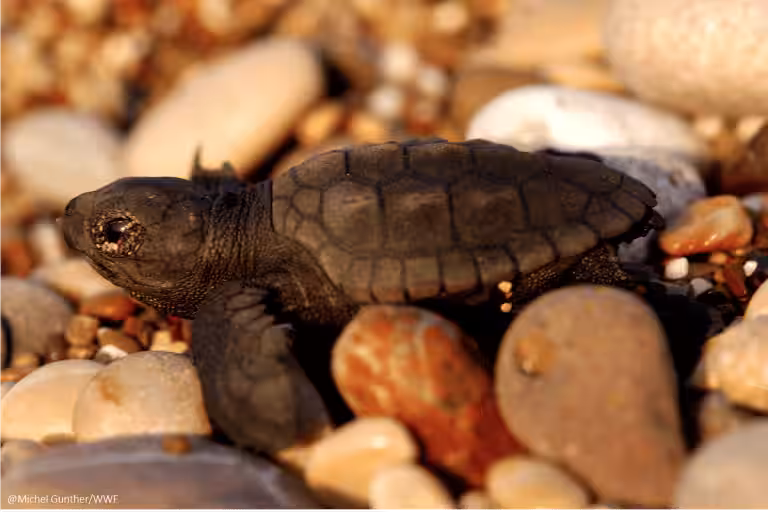 entre nidos y veraneantes: las amenazas que enfrentan las tortugas marinas en el norte del país
