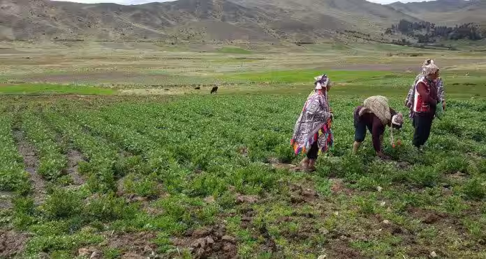 Fruta en riesgo: el peso económico de la plaga en la agricultura de La Convención