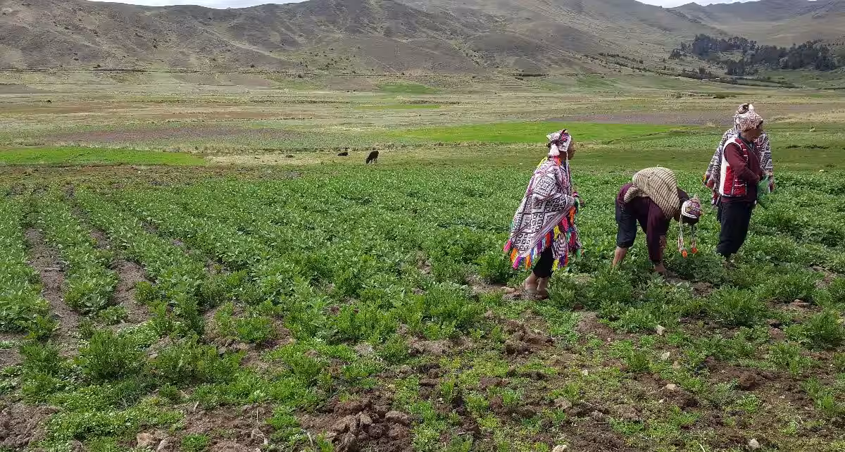 fruta en riesgo: el peso económico de la plaga en la agricultura de la convención