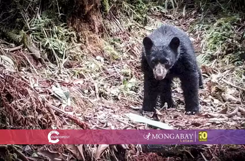 la estación wayqecha de cusco y otras experiencias de conservación de osos en sudamérica