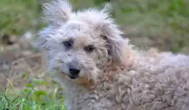 Buscan reconocer a la raza chaku cusqueño como patrimonio nacional y tesoro biológico oficial del Perú