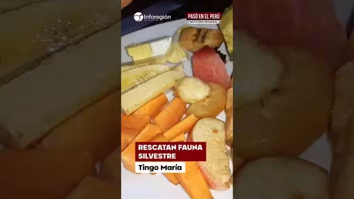 Tingo María | Fauna en peligro: rescatan animales que llegaron a viviendas por lluvias (VIDEO)