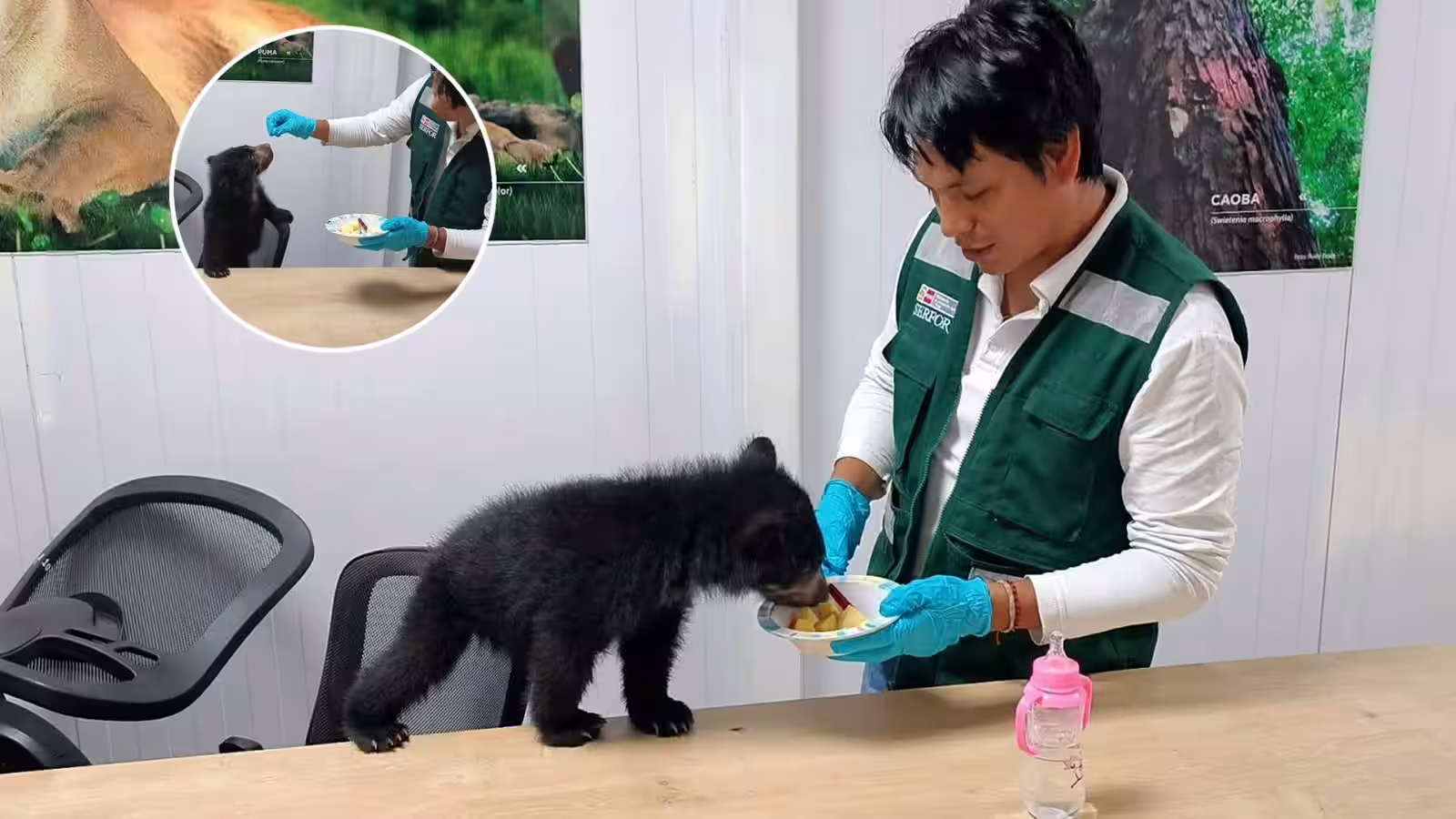 carabaya: serfor rescata cría de oso andino en ayapata y alertan sobre su protección en puno