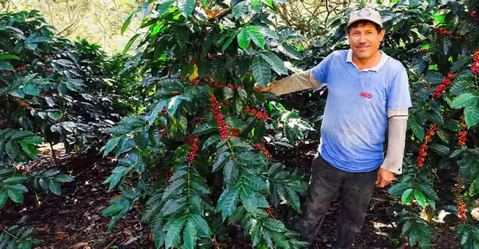 Cusco: 1850 familias caficultoras buscan aumentar su producción en 50 % este 2026