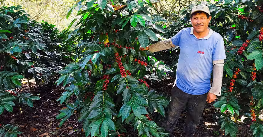 cusco: 1850 familias caficultoras buscan aumentar su producción en 50 % este 2026