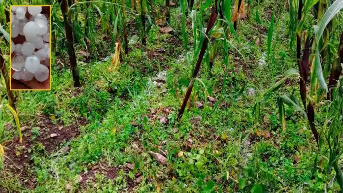 Ayacucho: Granizadas arrasan cultivos y productores piden acciones urgentes