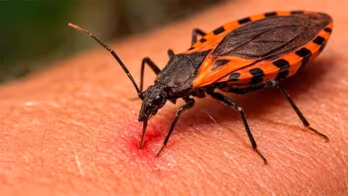 Ayacucho registra casos de enfermedad de Chagas en el Vraem y alertan por transmisión silenciosa y asintomática