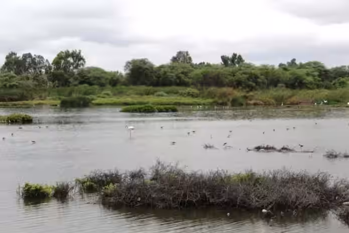 5 claves para entender por qué la propuesta del Serfor sobre ecosistemas frágiles genera cuestionamientos