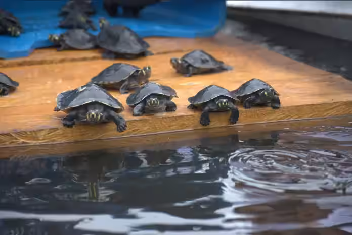 Loreto: Liberan más de mil tortugas rescatadas del tráfico ilegal