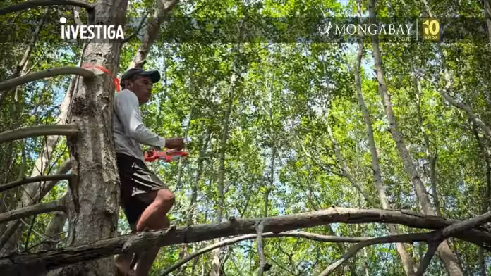 Entre desafíos técnicos y regulatorios, nace en Perú el primer proyecto de carbono azul en Santuario Nacional Los Manglares de Tumbes