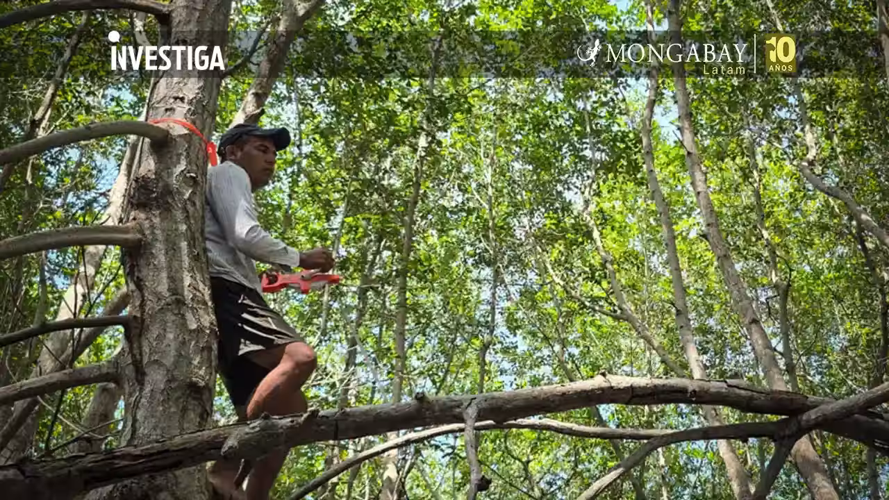 Entre desafíos técnicos y regulatorios, nace en Perú el primer proyecto de carbono azul en Santuario Nacional Los Manglares de Tumbes