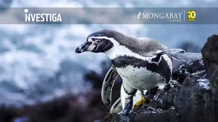 Día Mundial de los Pingüinos: científicos alertan por situación «dramática» del pingüino de Humboldt en Chile y Perú